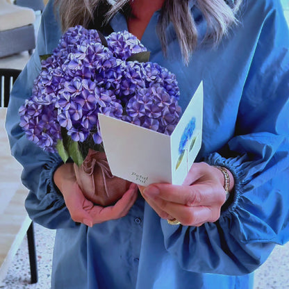 Hydrangea Bliss